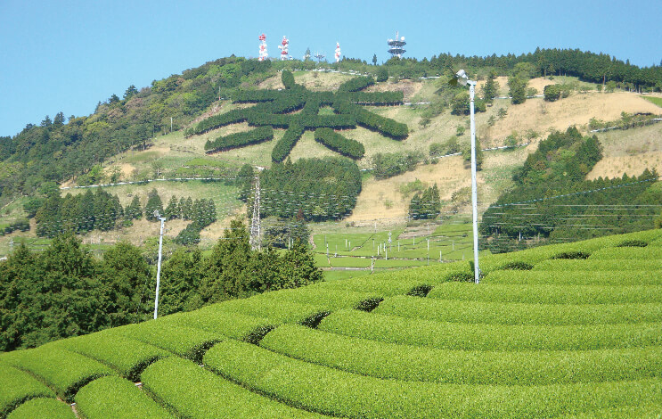 静岡の茶草場農法 世界農業遺産認定10周年