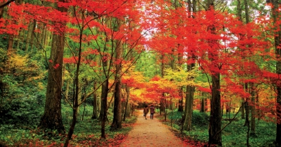 【小國神社（周智郡森町）】斎庭（ゆにわ）を鮮やかに染めていく、紅葉のシンフォニー